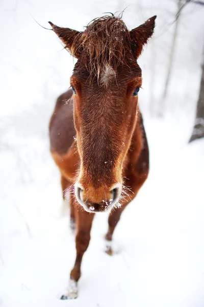 Portret paard — Stockfoto