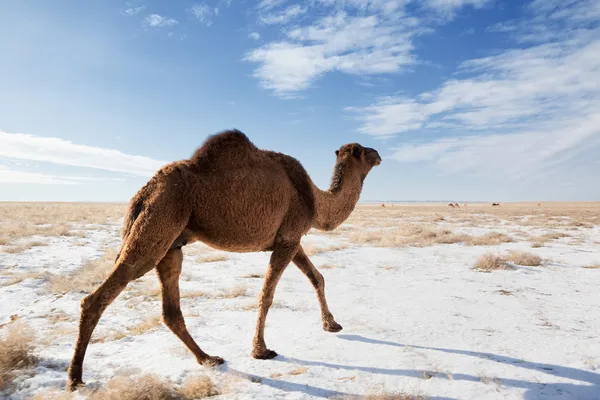Camelos no deserto de inverno — Fotografia de Stock