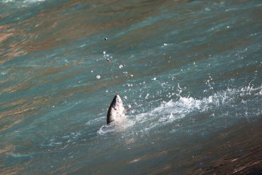 dağ Nehri üzerinde balıkçılık