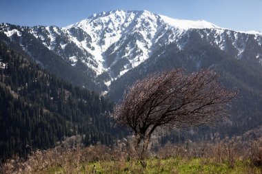 yabani kayısı ağacı çiçek