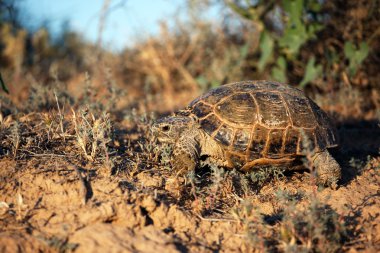 Steppe tortoise in their natural habitat clipart