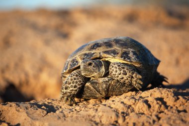 Steppe tortoise (Testudo (Agrionemys) horsfieldii) clipart