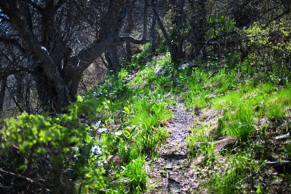 Chodnik Starym Opuszczonym Ogrodzie — Zdjęcie stockowe