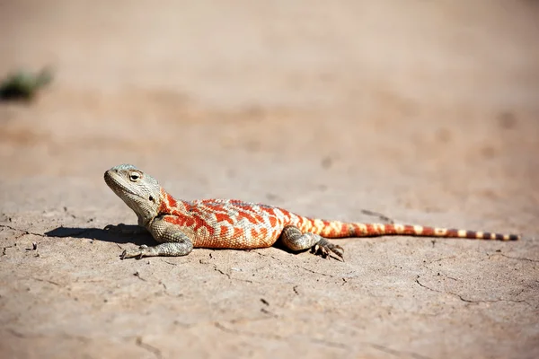 Lézard Dans Désert Asie Centrale Kazakhstan — Photo