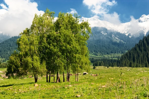 Group of birch in mountain valley — Stock Photo, Image