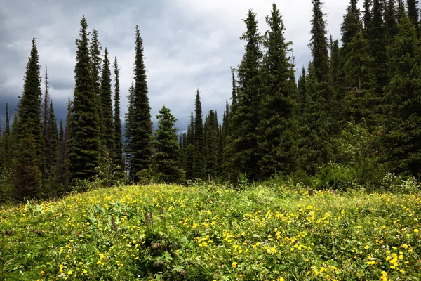 山の森の草原 — ストック写真