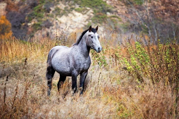 Mooie grijze paard — Stockfoto