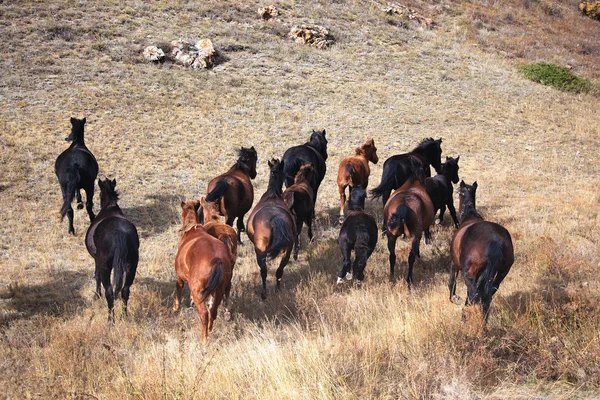 Skenande hästar — Stockfoto