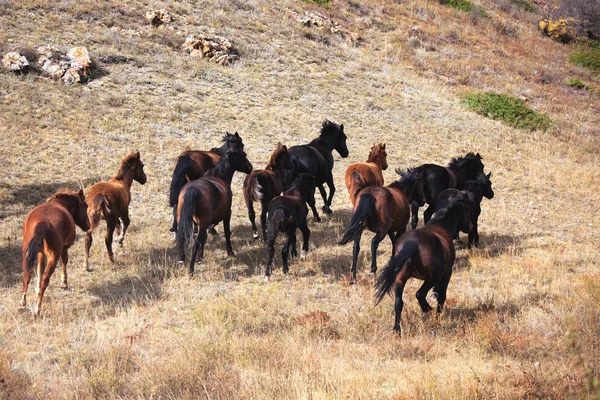 Hol geslagen paarden — Stockfoto
