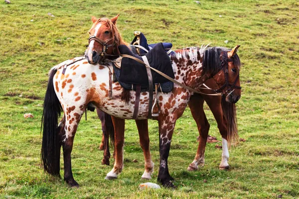 Dos caballos nómadas — Foto de Stock