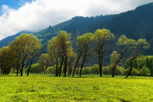 Group of trees in mountains — Stock Photo, Image
