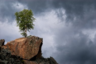 Lonely birch on a rock clipart