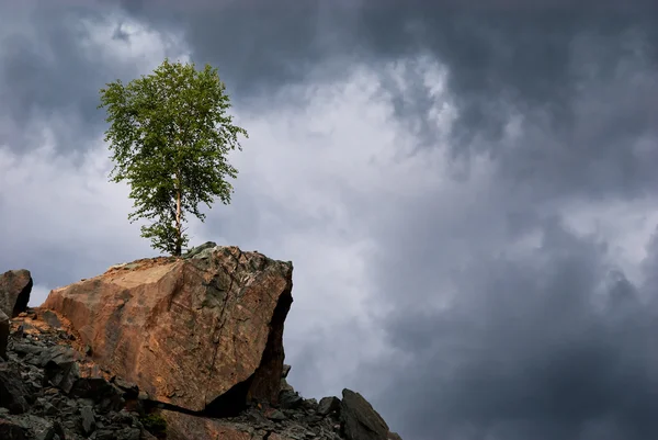 Betulla solitaria su una roccia — Foto Stock