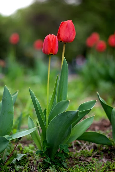 Dvě červené tulipány — Stock fotografie