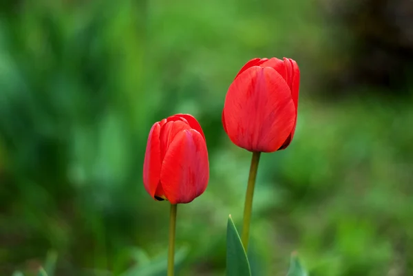 Two red tulips — Stock Photo, Image