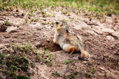 Groundhog near the hole clipart