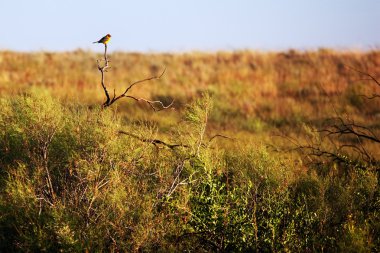 Songbird on the prairie clipart