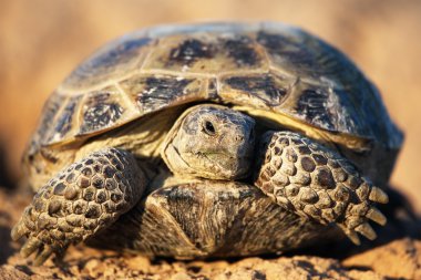 Steppe tortoise clipart