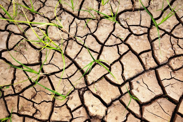 Green plants growing from cracked earth — Stock Photo, Image