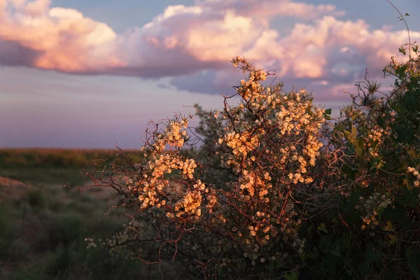 Квітучий кущ у прерії — стокове фото