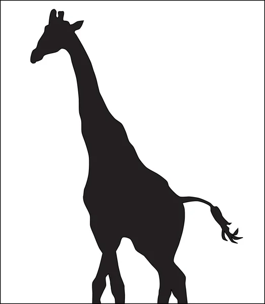 Silhouette of a giraffe — Stock Vector
