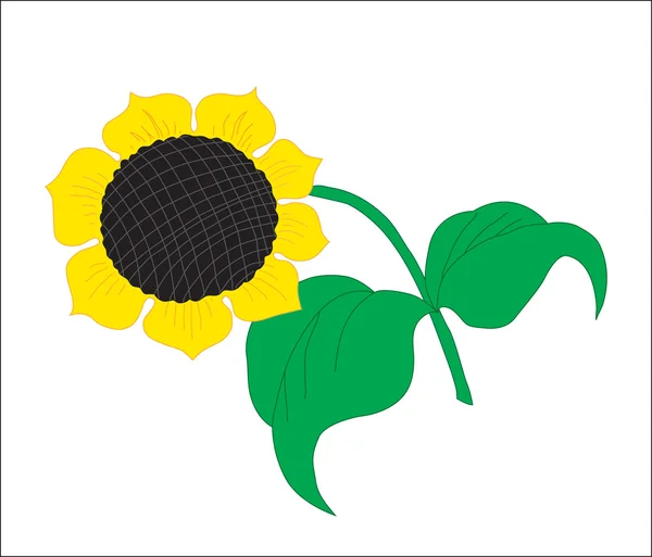Antecedentes Una flor. Un girasol en flor con semilla de girasol — Vector de stock