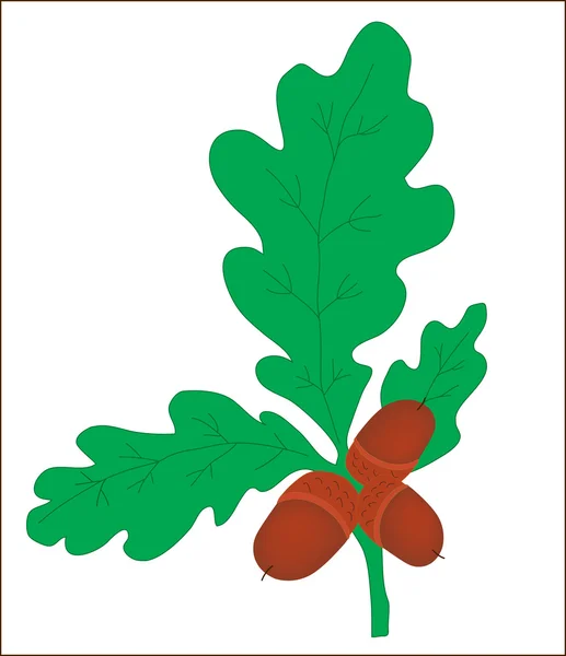 Background. A plant. A branch of an oak with acorns — Stock Vector