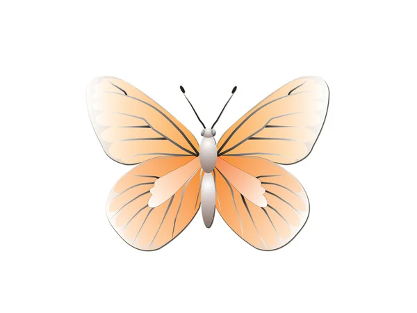 Schmetterling isoliert auf weißem Hintergrund — Stockfoto