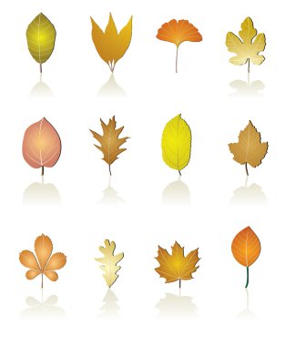 Different kinds of tree leaf icons clipart