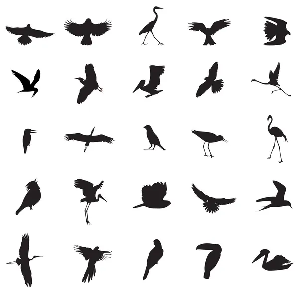 異なる種類の鳥 — ストックベクタ