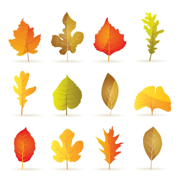 Diferentes tipos de iconos de hojas de otoño de árboles — Vector de stock