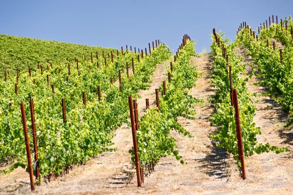 Grape Vines Climb Hills California Vineyard — Stock Photo, Image