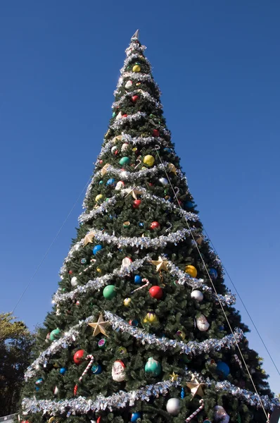 stock image Christmas Tree