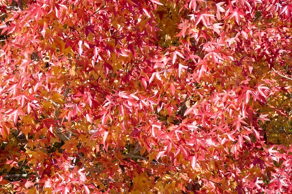 stock image Autumn Leaves