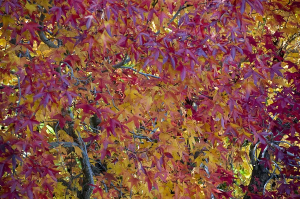 stock image Autumn Leaves