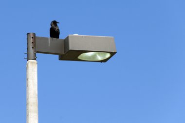 Crow on a street light clipart