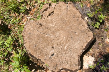 Meşe ağaç kütüğü