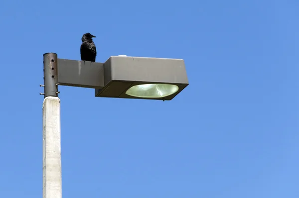 Stock image Crow on a street light