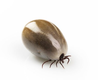 Fully fed blood-sucking tick clipart