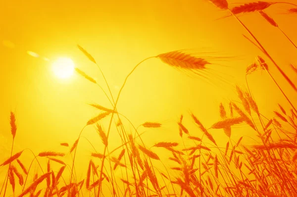 Кукурузные уши против восходящего солнца — стоковое фото
