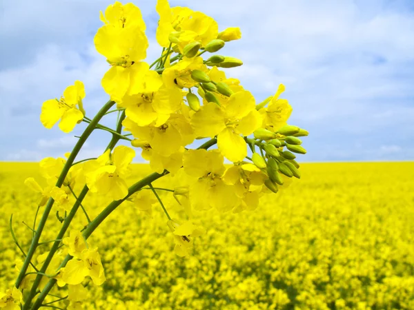 Flowering oilseed rape — Stock Photo, Image