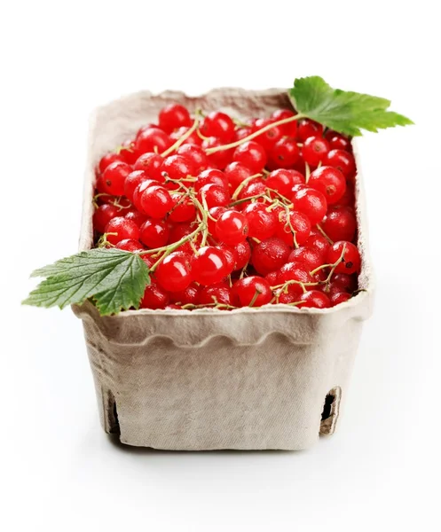Freshly Picked Red Currants Paper Container — Zdjęcie stockowe