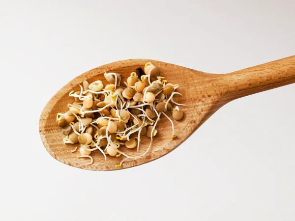 Lentil Sprouts Wooden Spoon Detail — Stock Photo, Image