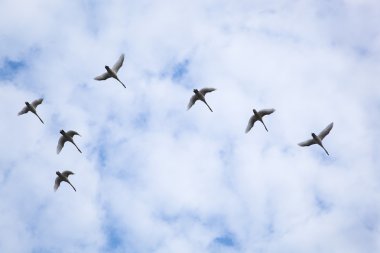 Flock of swans clipart