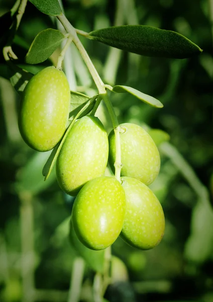 Zielone oliwki na drzewie — Zdjęcie stockowe