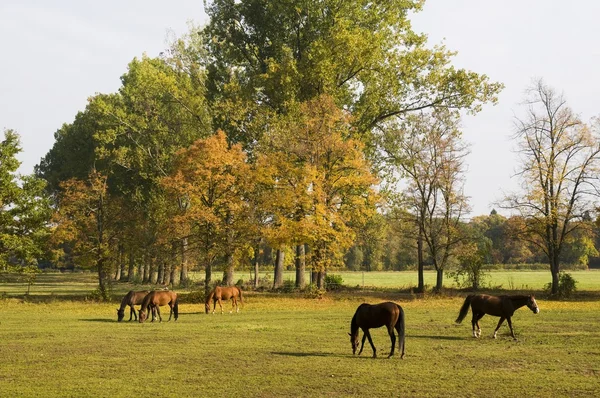 stock image Horses grazing