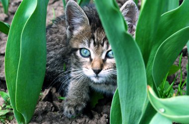 kitty flowerbed üzerinde.