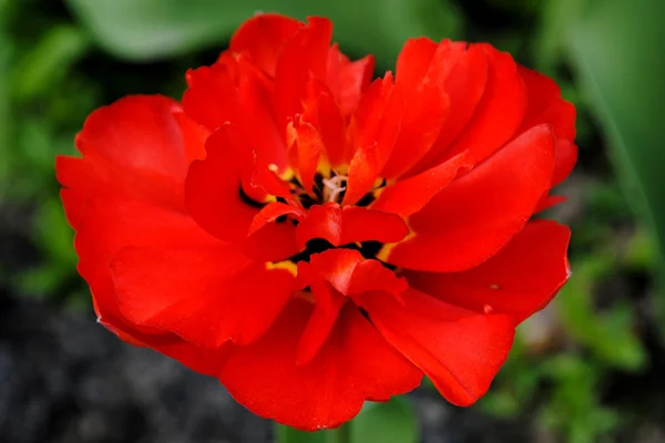 Красный тюльпан . — стоковое фото