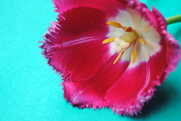 Троянди tulip . — стокове фото