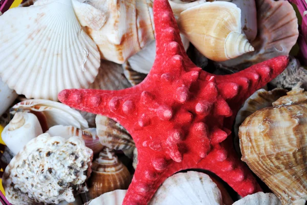 Морская звезда и ракушки . — стоковое фото